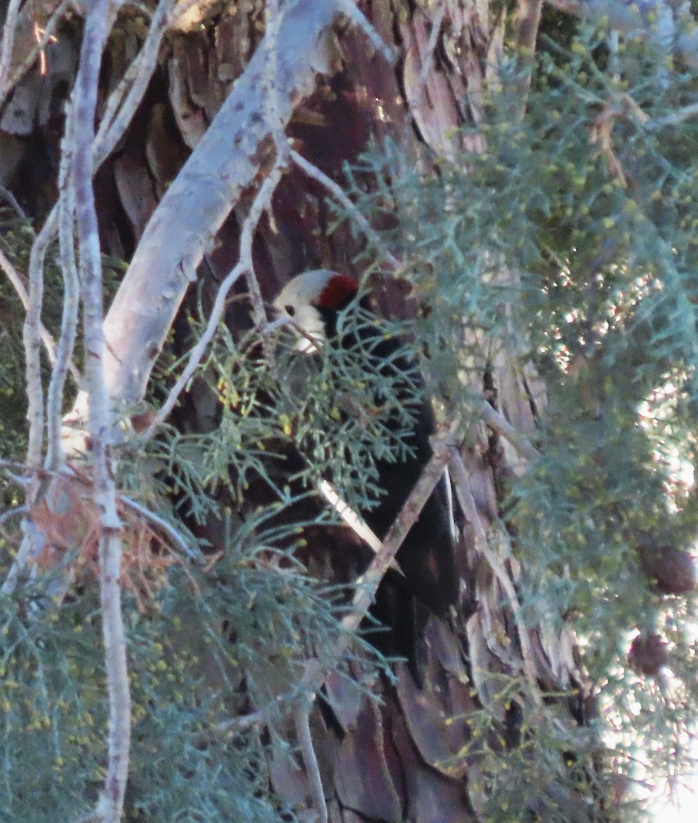 White-headed Woodpecker - ML646354726