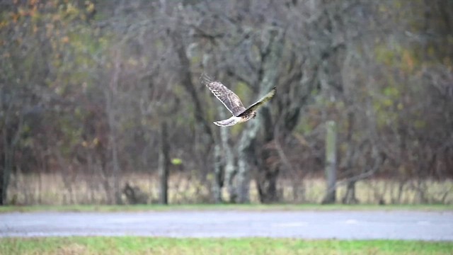 Northern Harrier - ML646354727