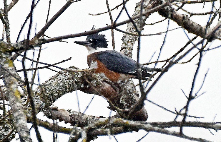 Gürtelfischer - ML646354734