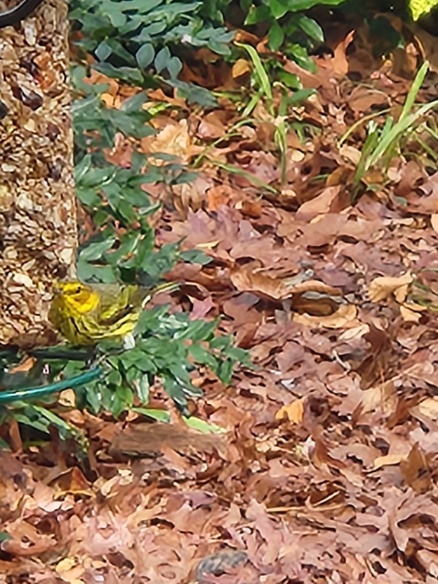 ホオアカアメリカムシクイ - ML646354736