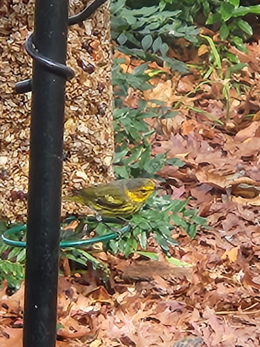 ホオアカアメリカムシクイ - ML646354740