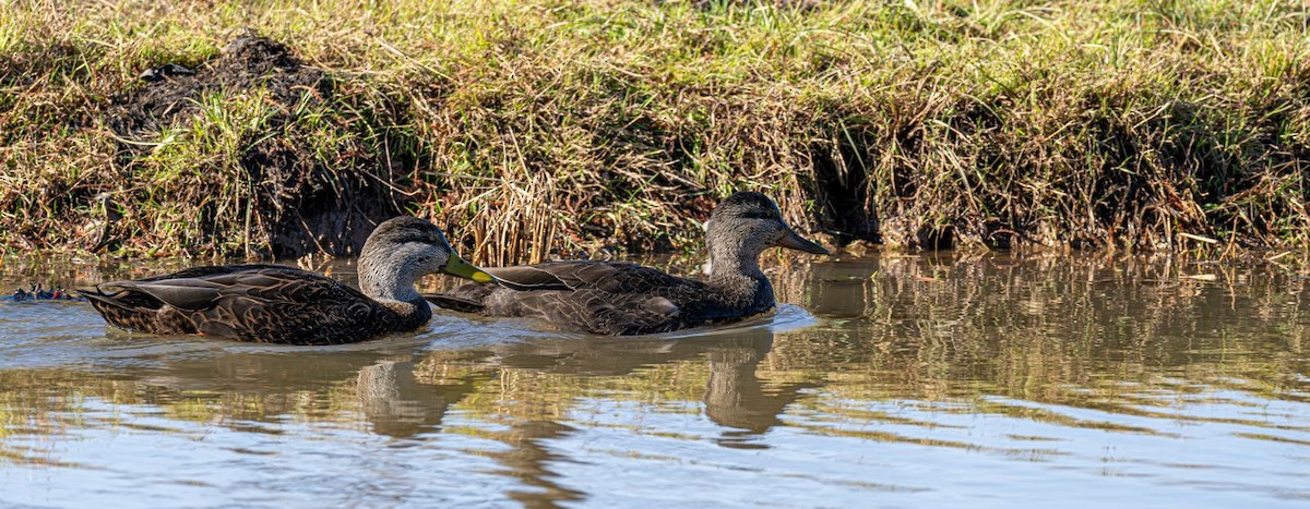 American Black Duck - ML646354742
