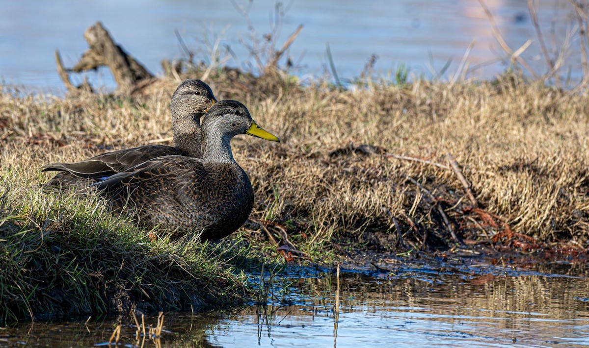 American Black Duck - ML646354743