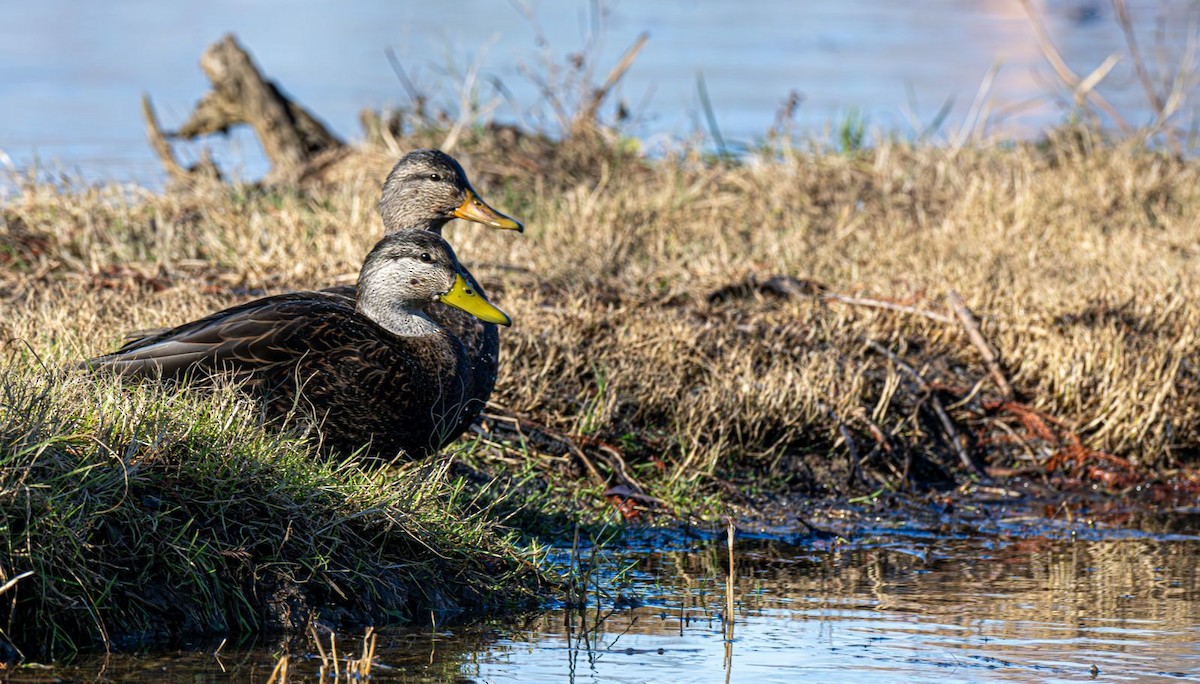 American Black Duck - ML646354747