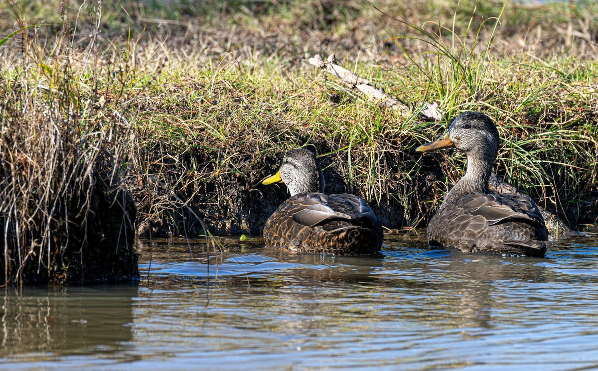 American Black Duck - ML646354750