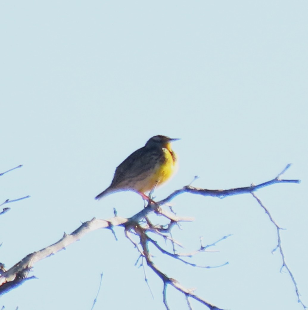 Western Meadowlark - ML646354755