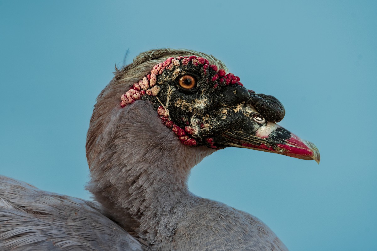 Ahate musketaduna - ML646354756