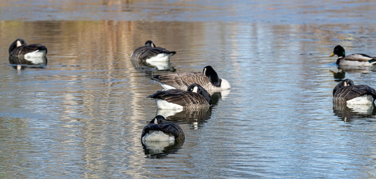 Kanadagans - ML646354762