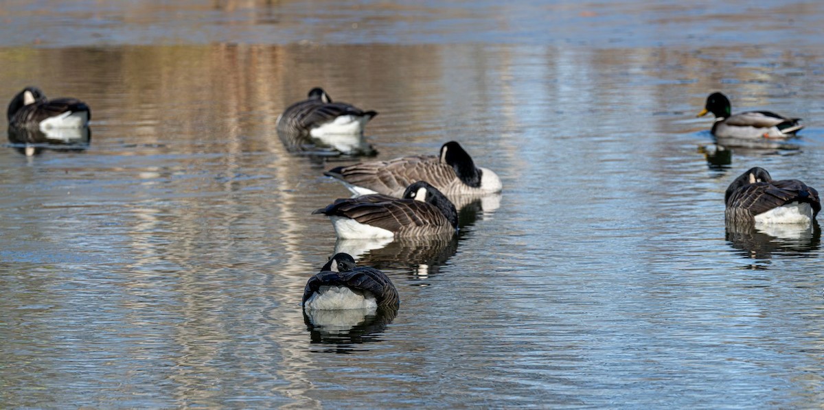 Kanadagans - ML646354763