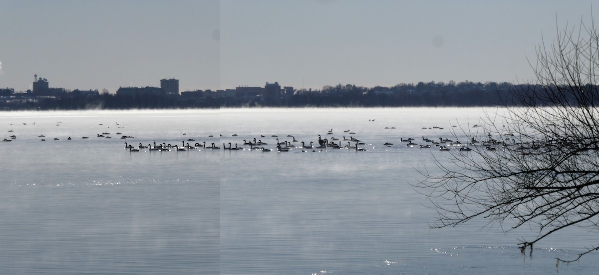 Tundra Swan - ML646354768