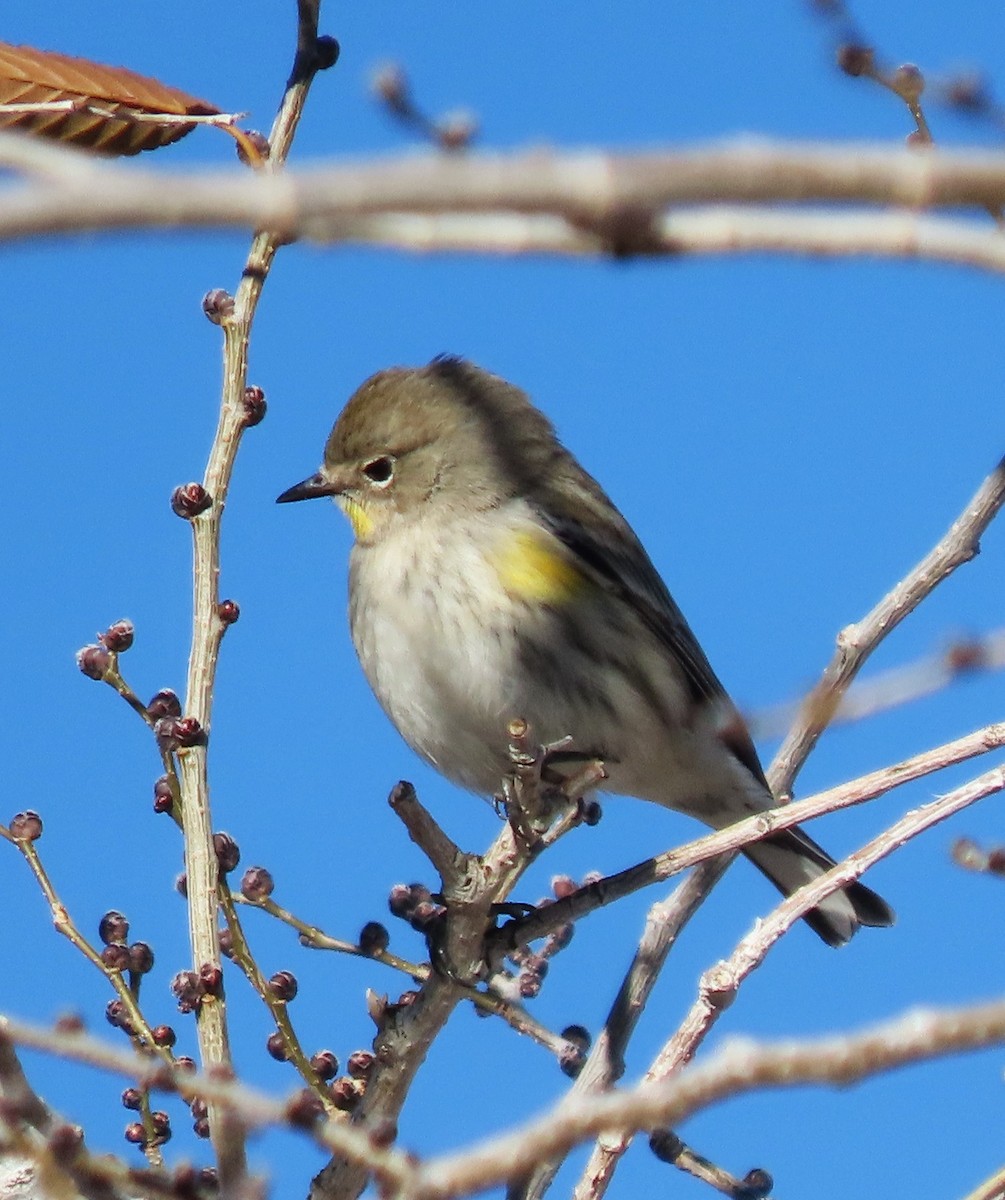 Yellow-rumped Warbler - ML646354769