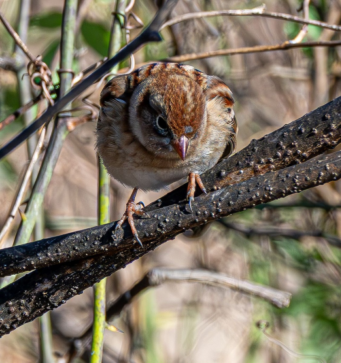 Field Sparrow - ML646354772