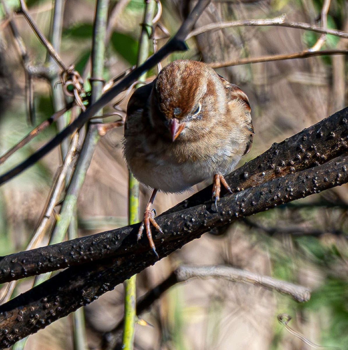 Field Sparrow - ML646354773