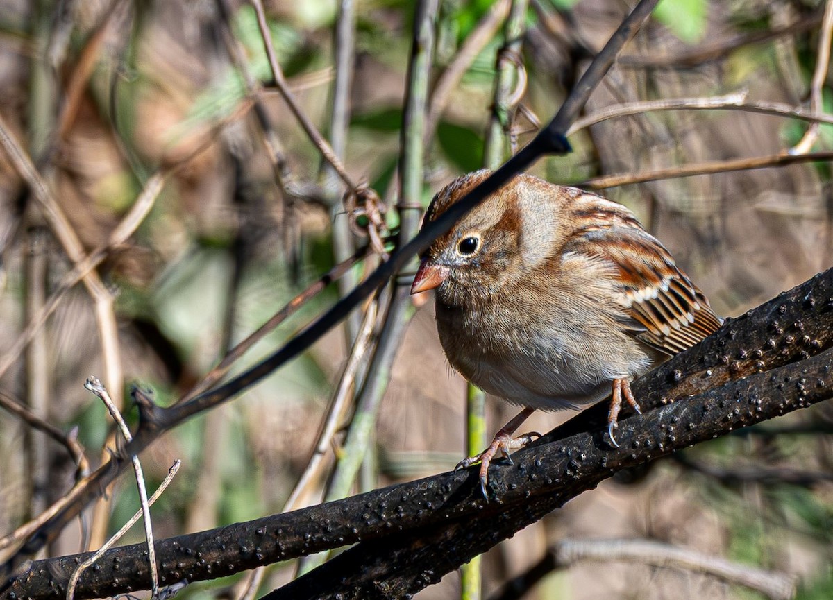 Field Sparrow - ML646354774