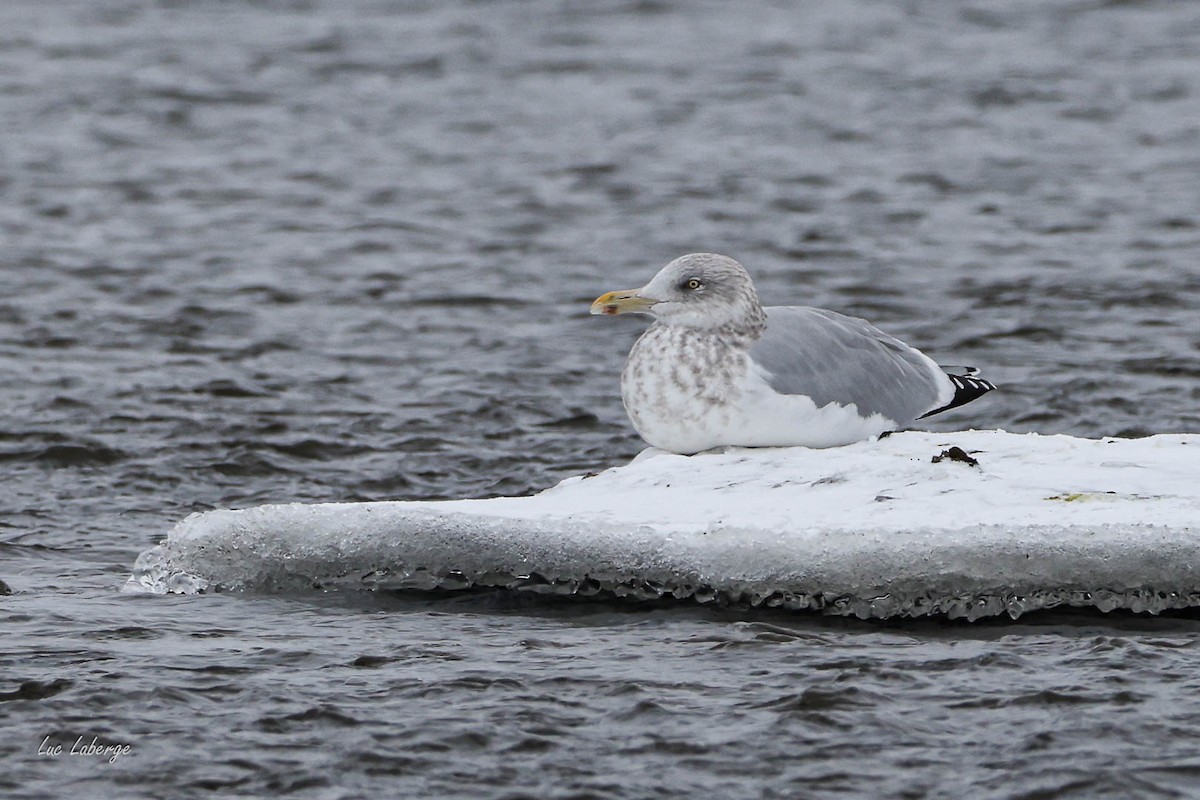 American Herring Gull - ML646354777