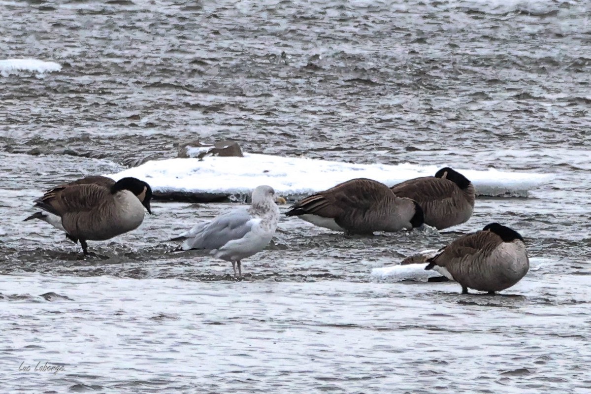 American Herring Gull - ML646354778