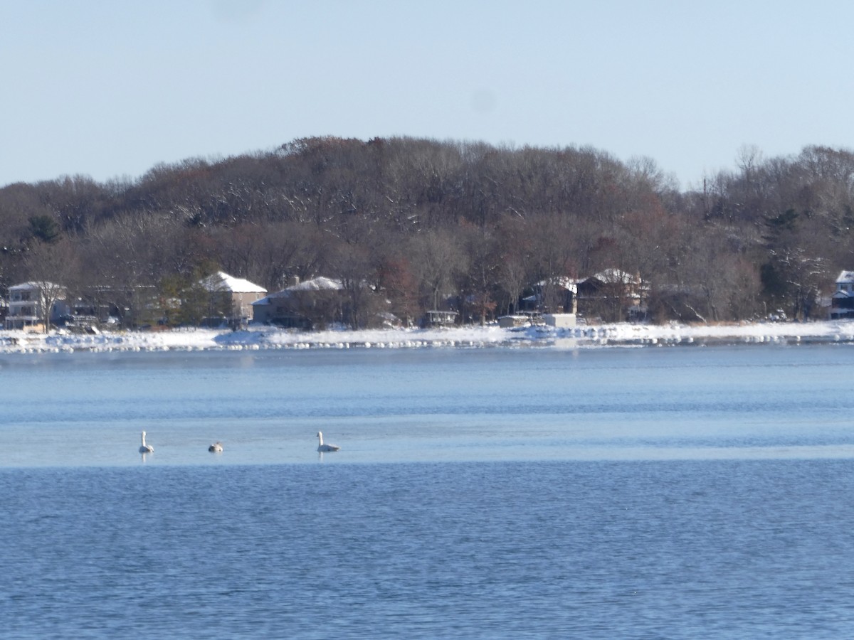 Tundra Swan - ML646354779