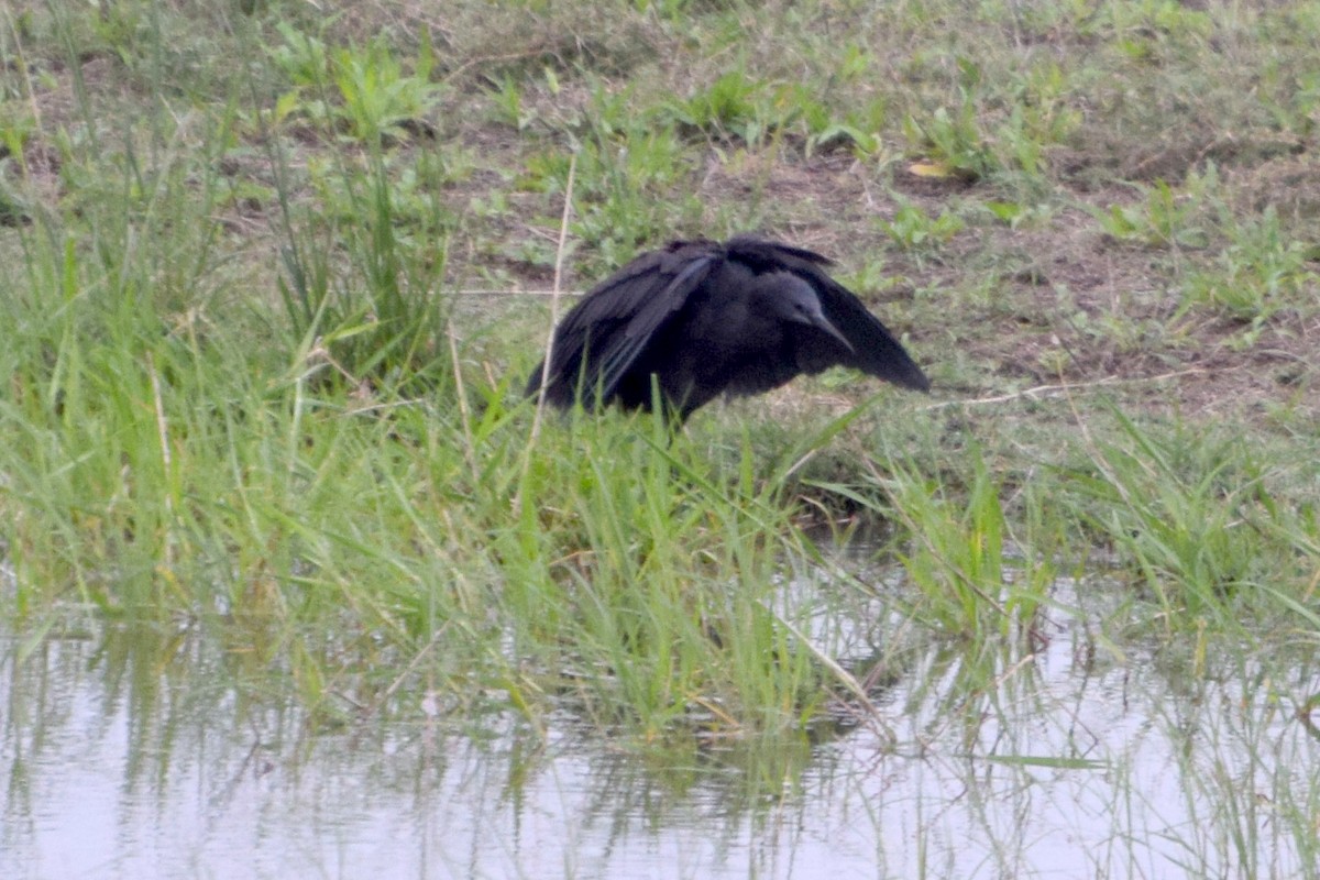 Black Heron - ML646354781