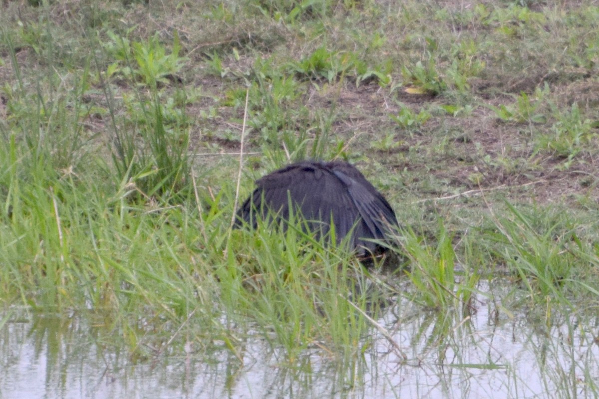 Black Heron - ML646354782