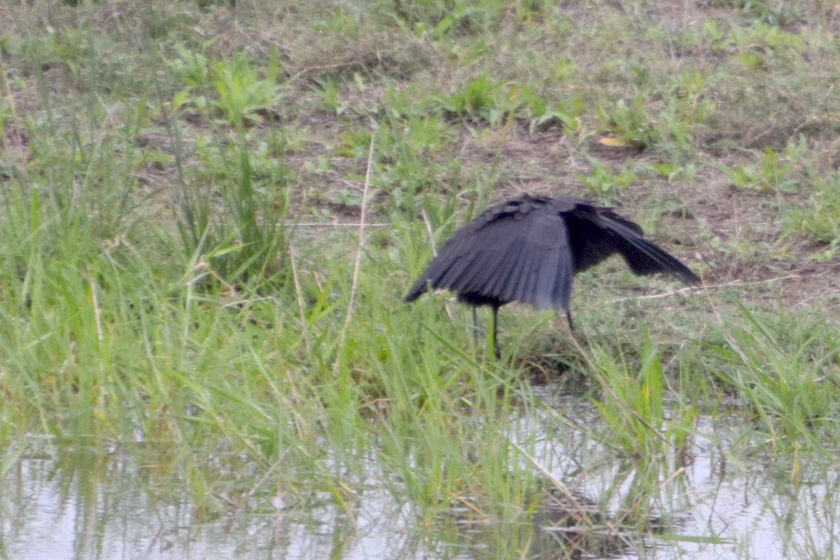 Black Heron - ML646354783