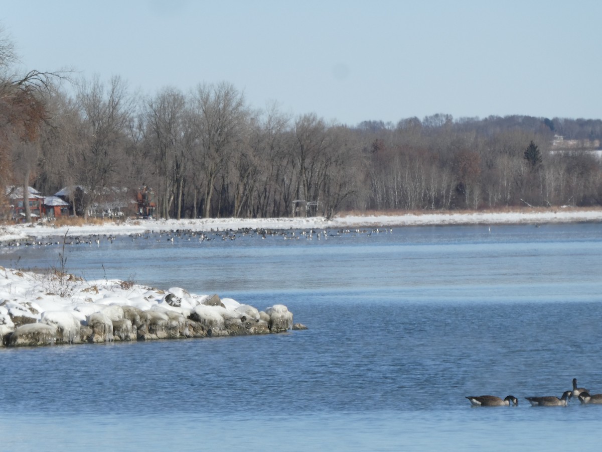 Kanadagans - ML646354785