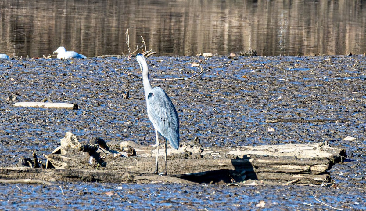 Great Blue Heron - ML646354790