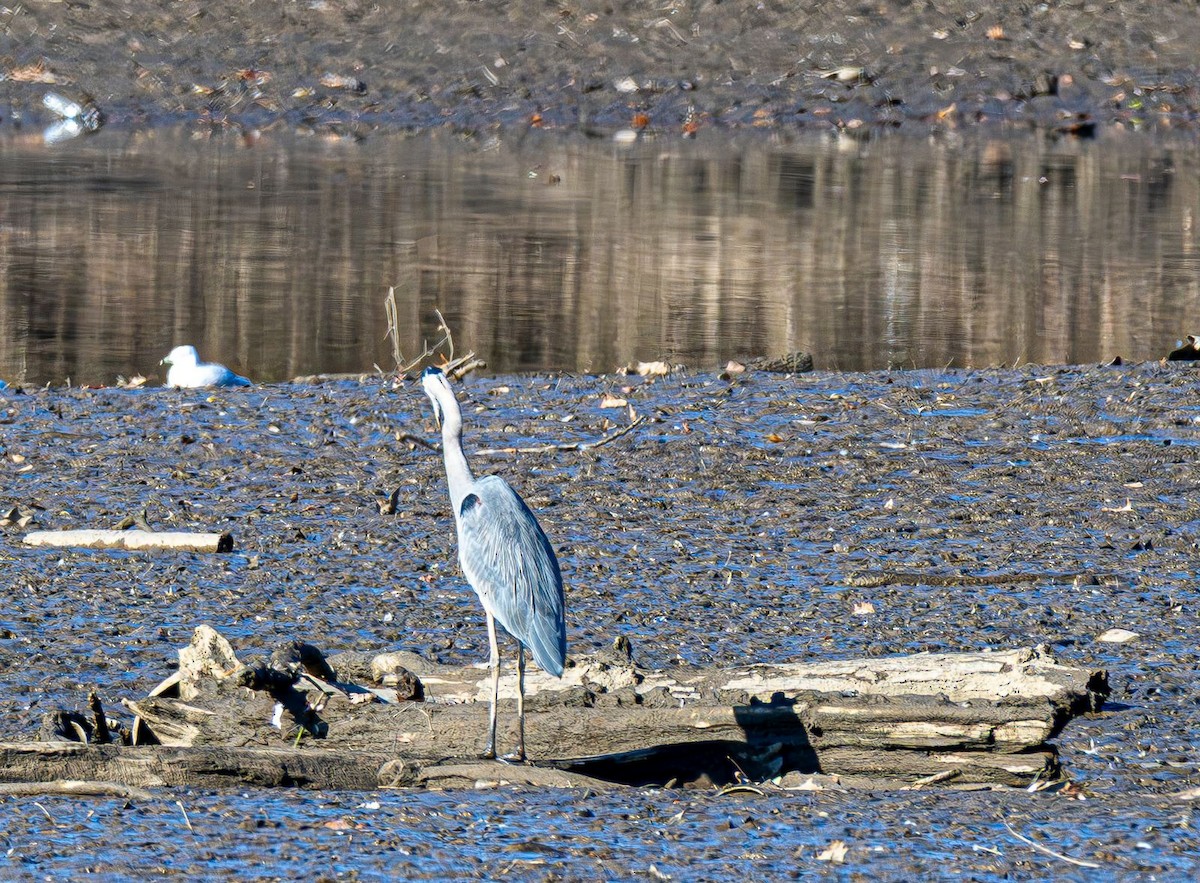 Great Blue Heron - ML646354791