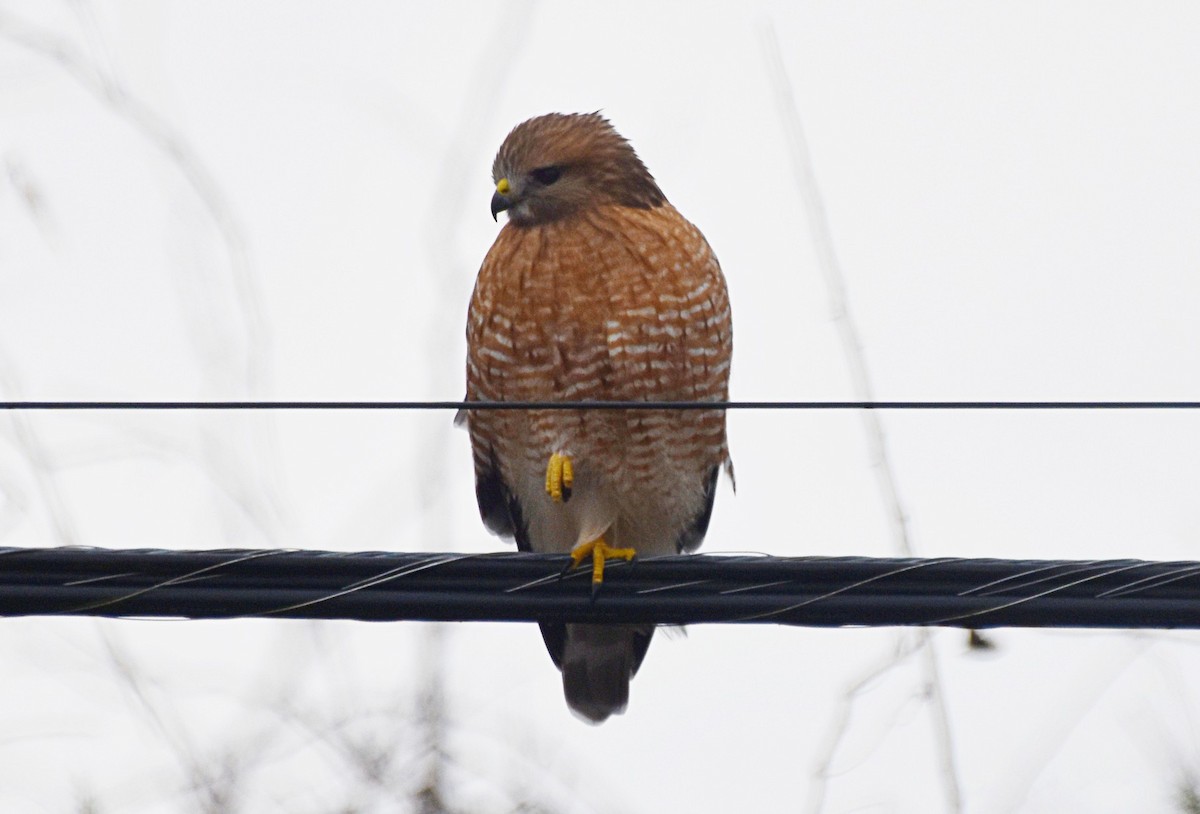 Rotschulterbussard - ML646354792