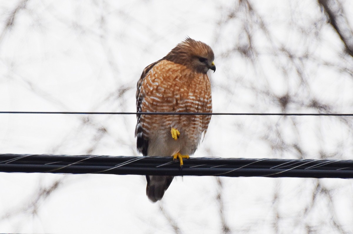 Rotschulterbussard - ML646354793