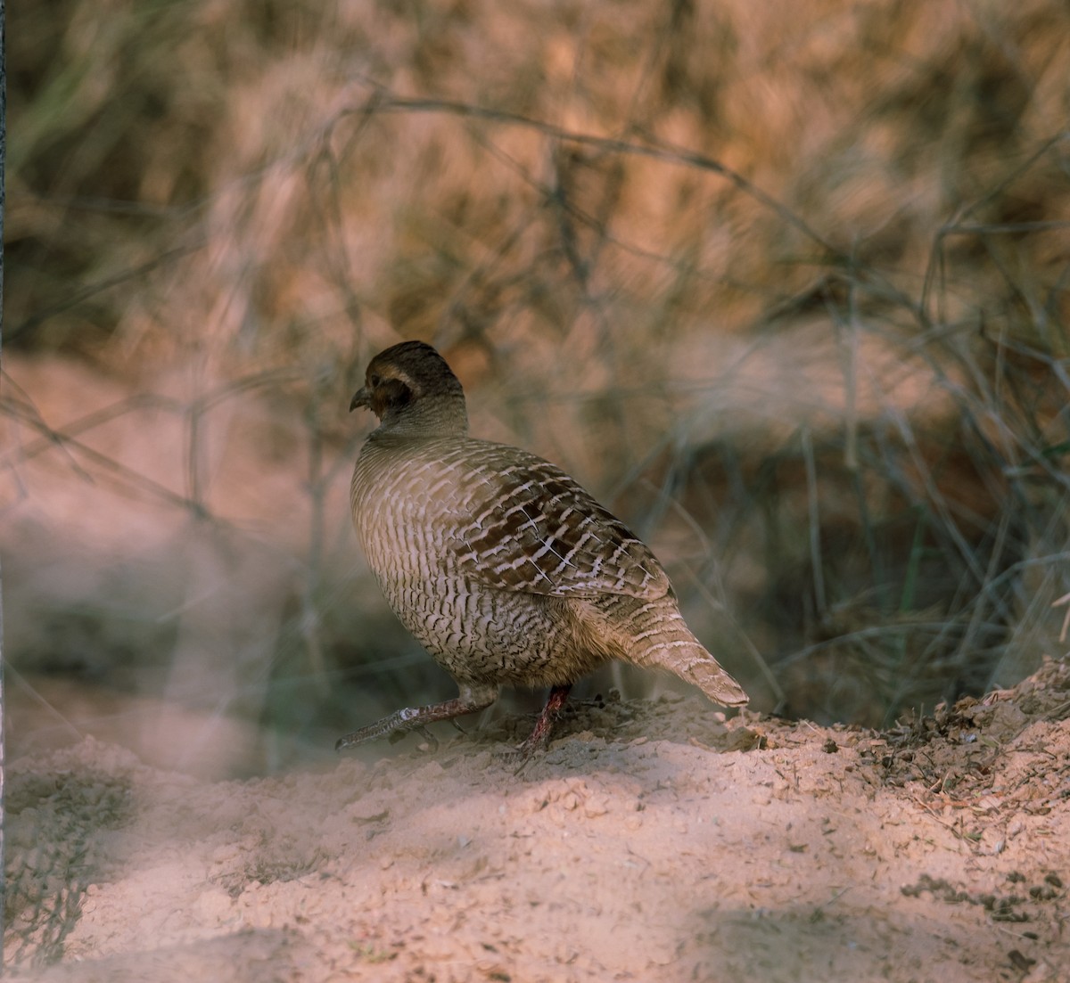 Gray Francolin - ML646354794