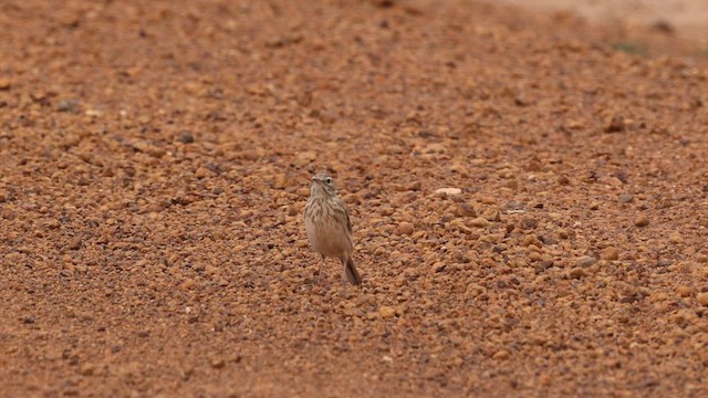 Australian Pipit - ML646354795