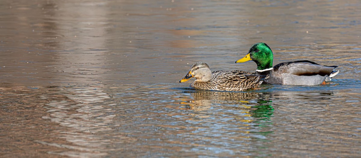 Mallard - ML646354796