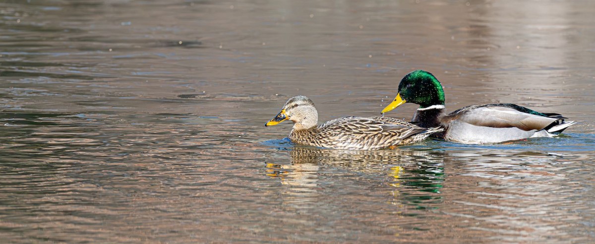 Mallard - ML646354797