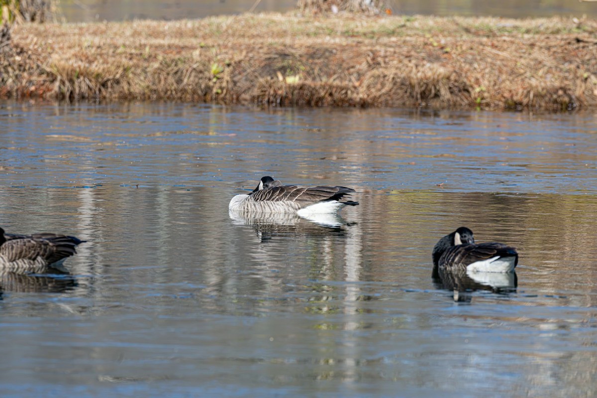 小加拿大雁 - ML646354798