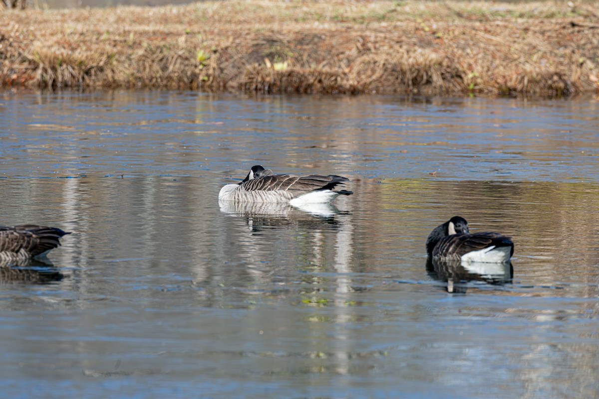 小加拿大雁 - ML646354799
