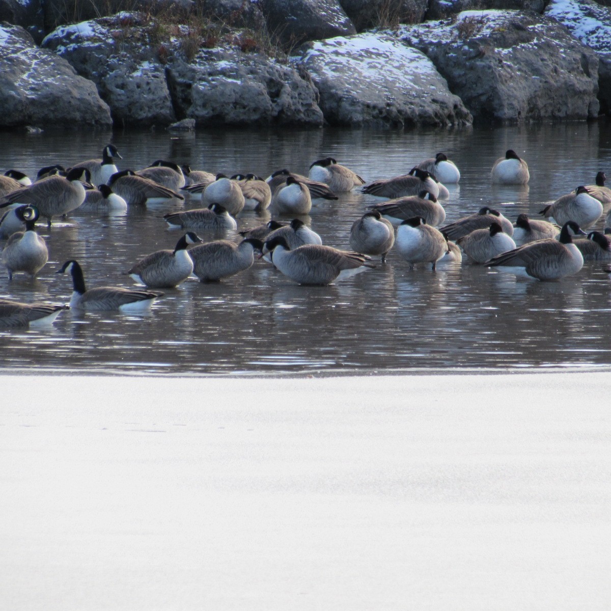 Kanadagans - ML646354800