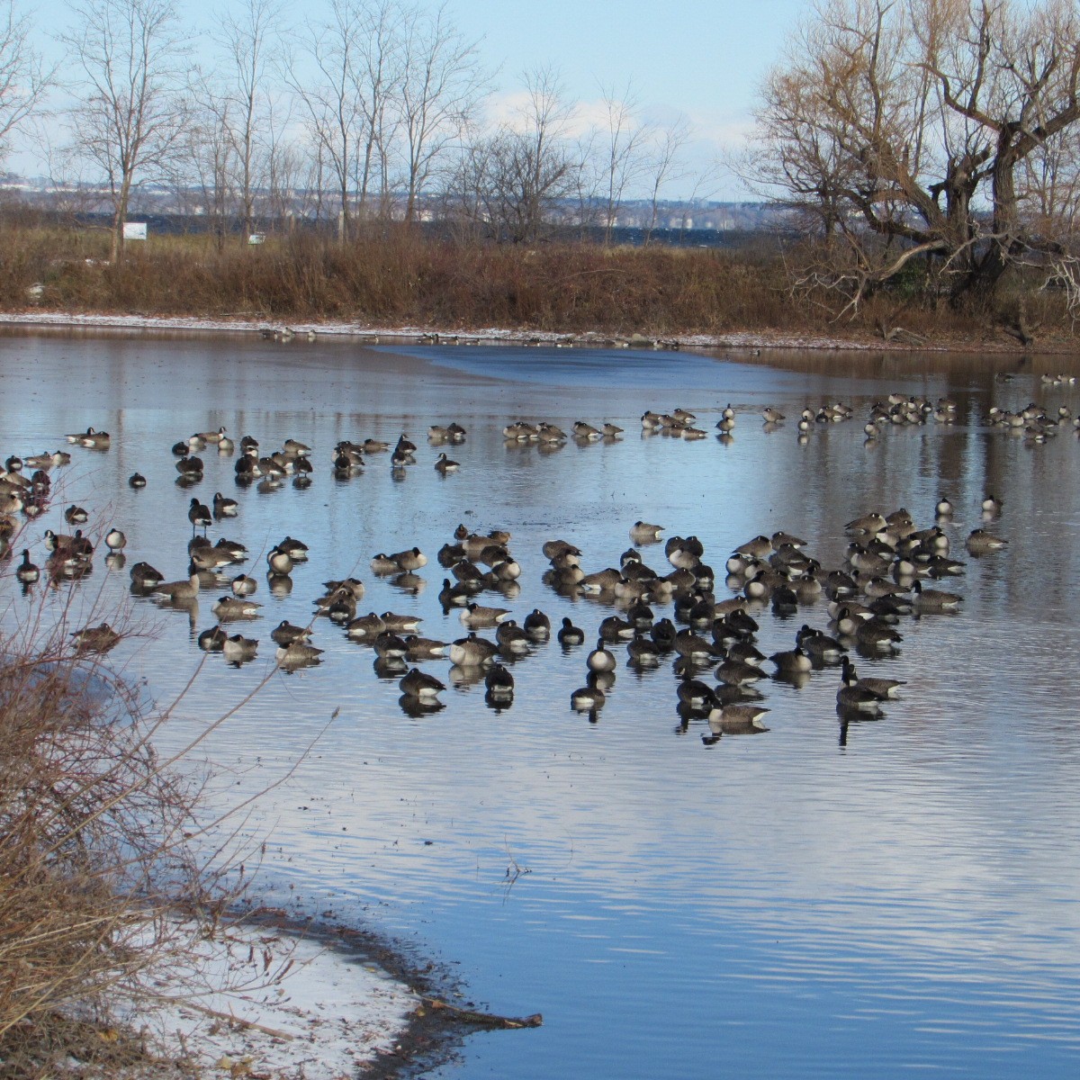 Kanadagans - ML646354801