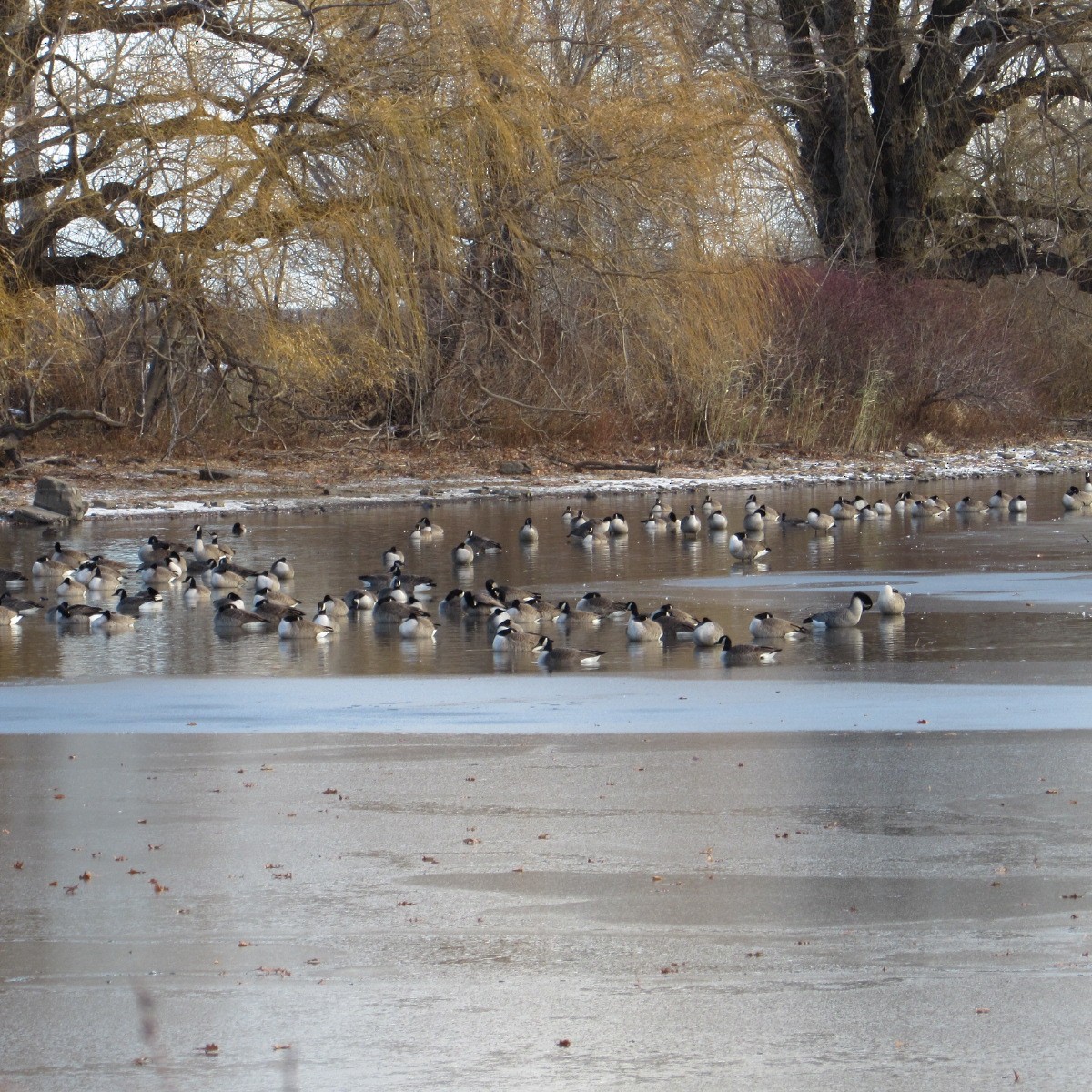 Kanadagans - ML646354802