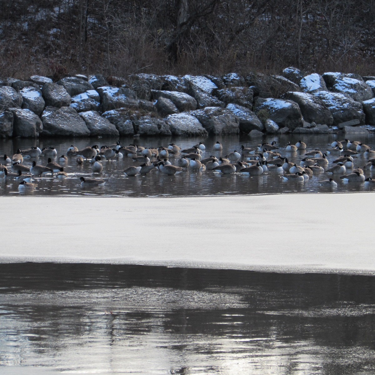 Kanadagans - ML646354803