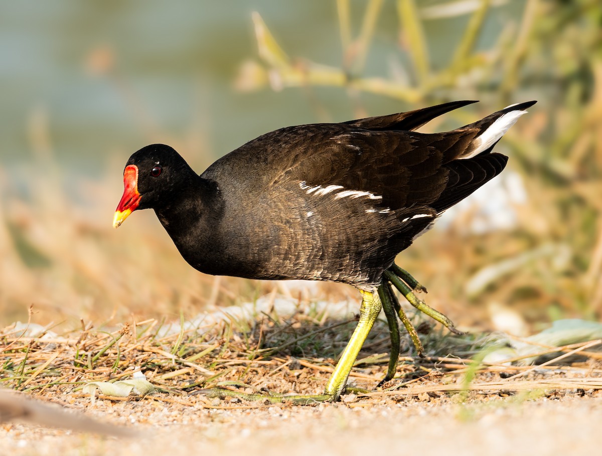 Eurasian Moorhen - ML646354804