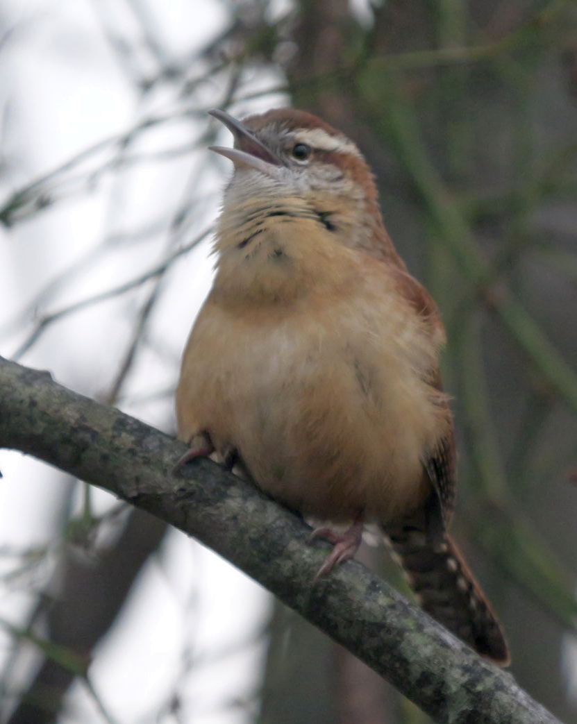 střízlík karolínský - ML646354810