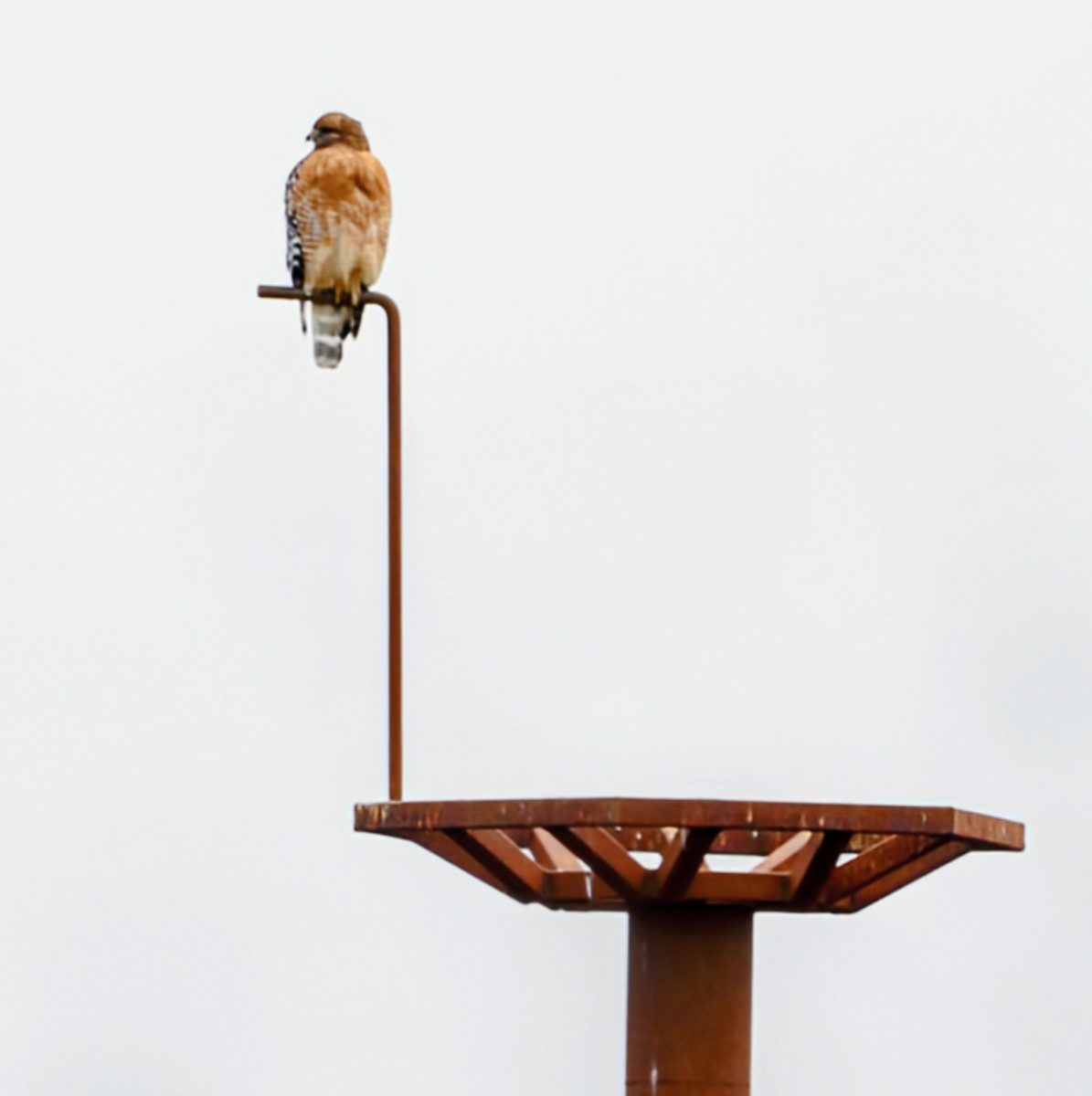 Red-shouldered Hawk - ML646354811