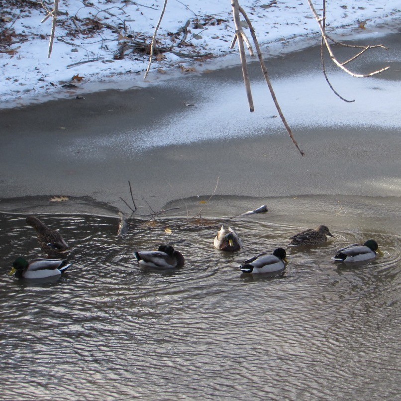 Mallard - ML646354812