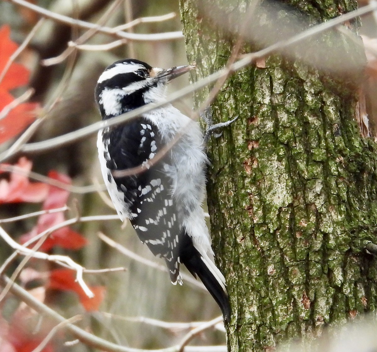 Hairy Woodpecker - ML646354813