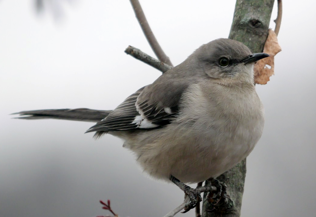 Пересмішник багатоголосий - ML646354814