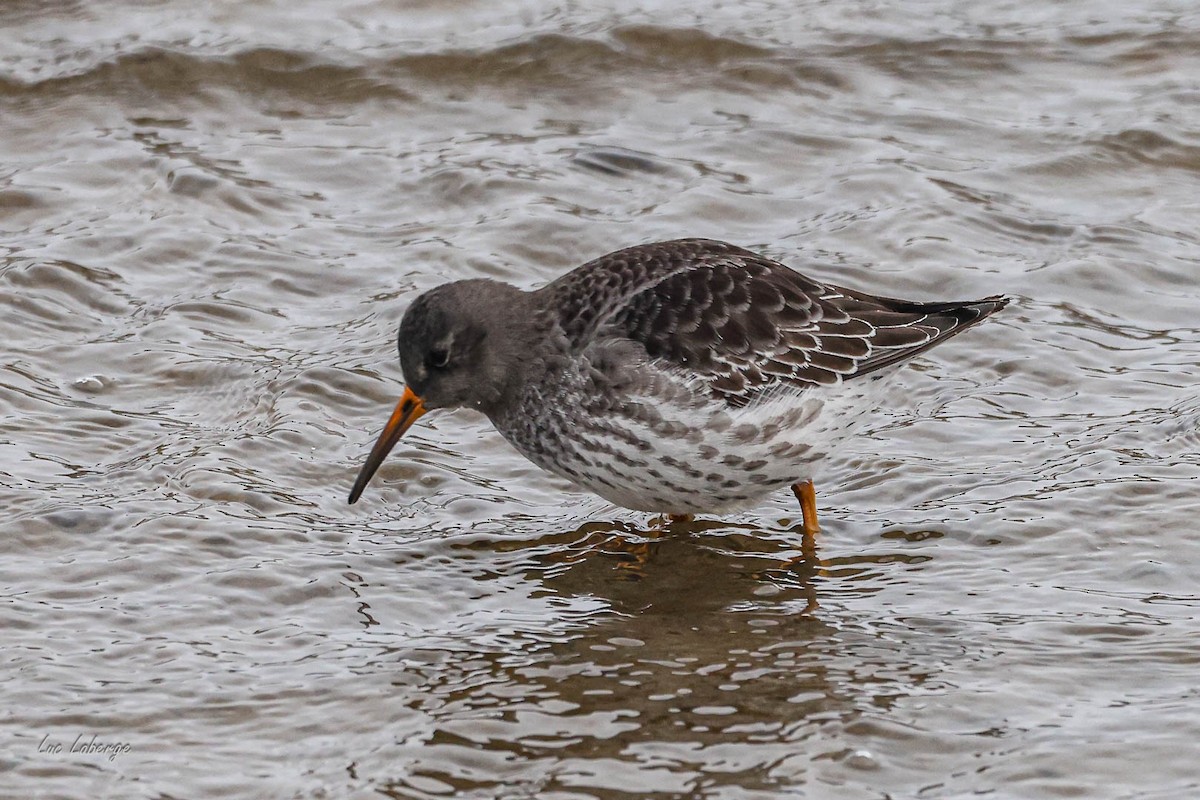 Purple Sandpiper - ML646354815