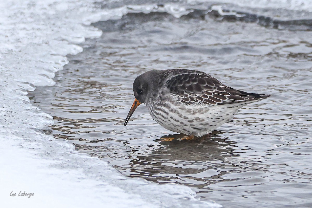 Purple Sandpiper - ML646354816