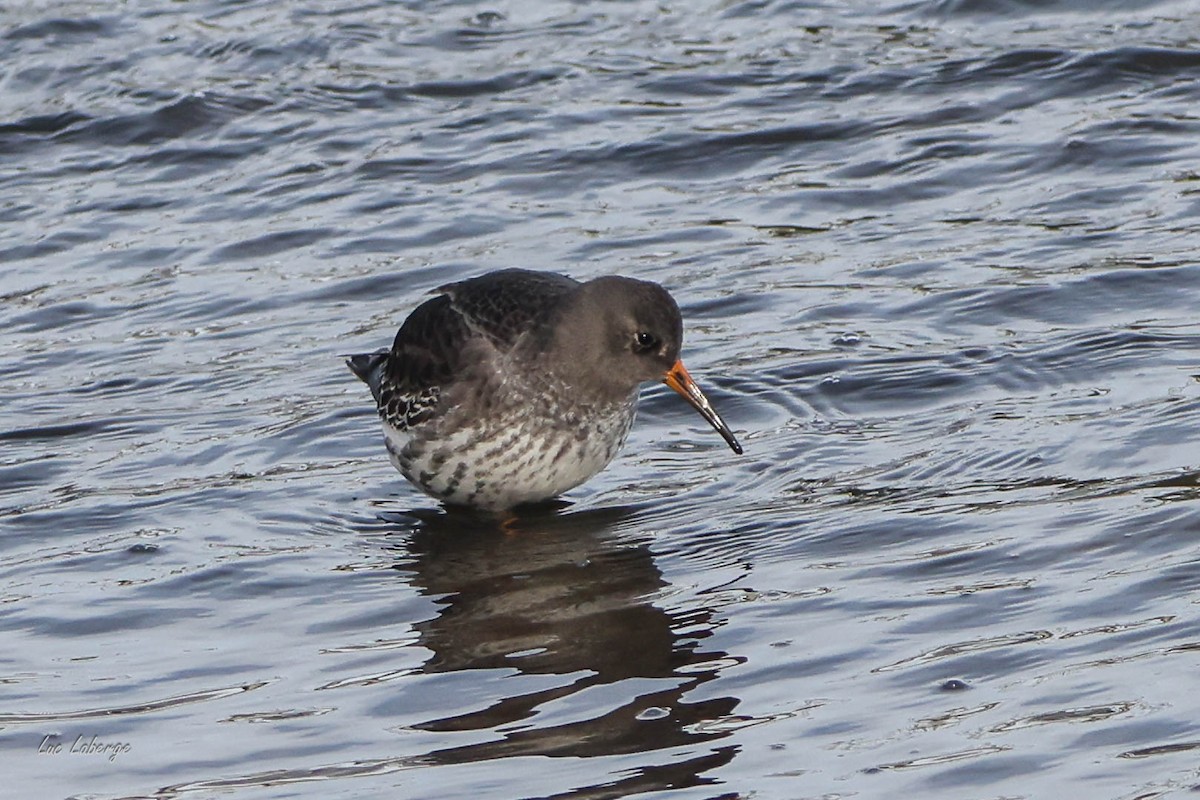Purple Sandpiper - ML646354817