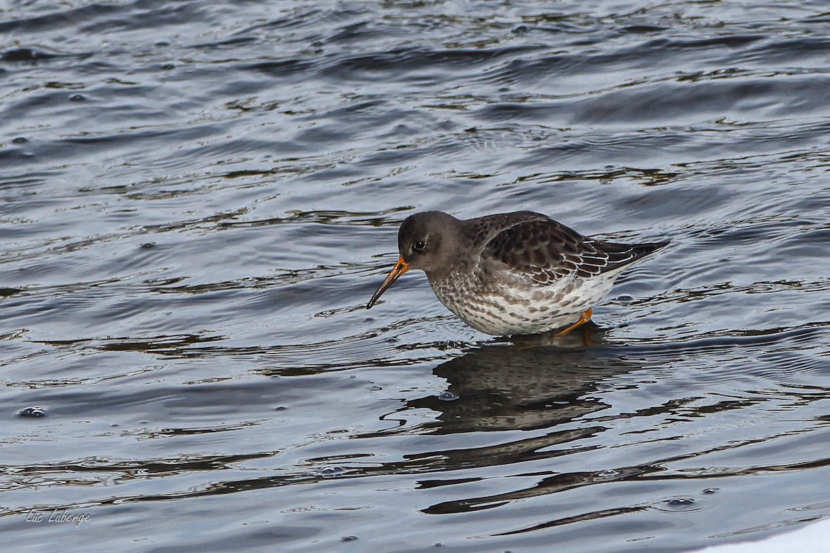 Purple Sandpiper - ML646354818