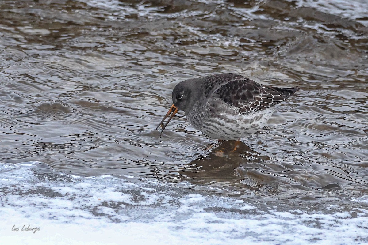 Purple Sandpiper - ML646354819